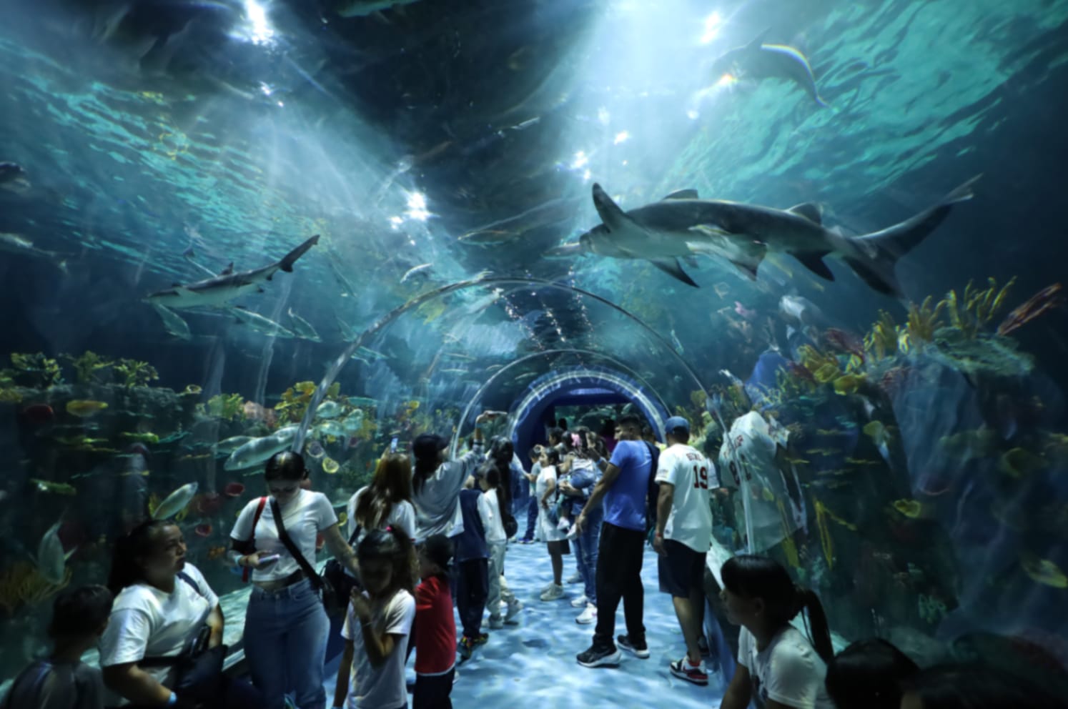 Acuario Michin