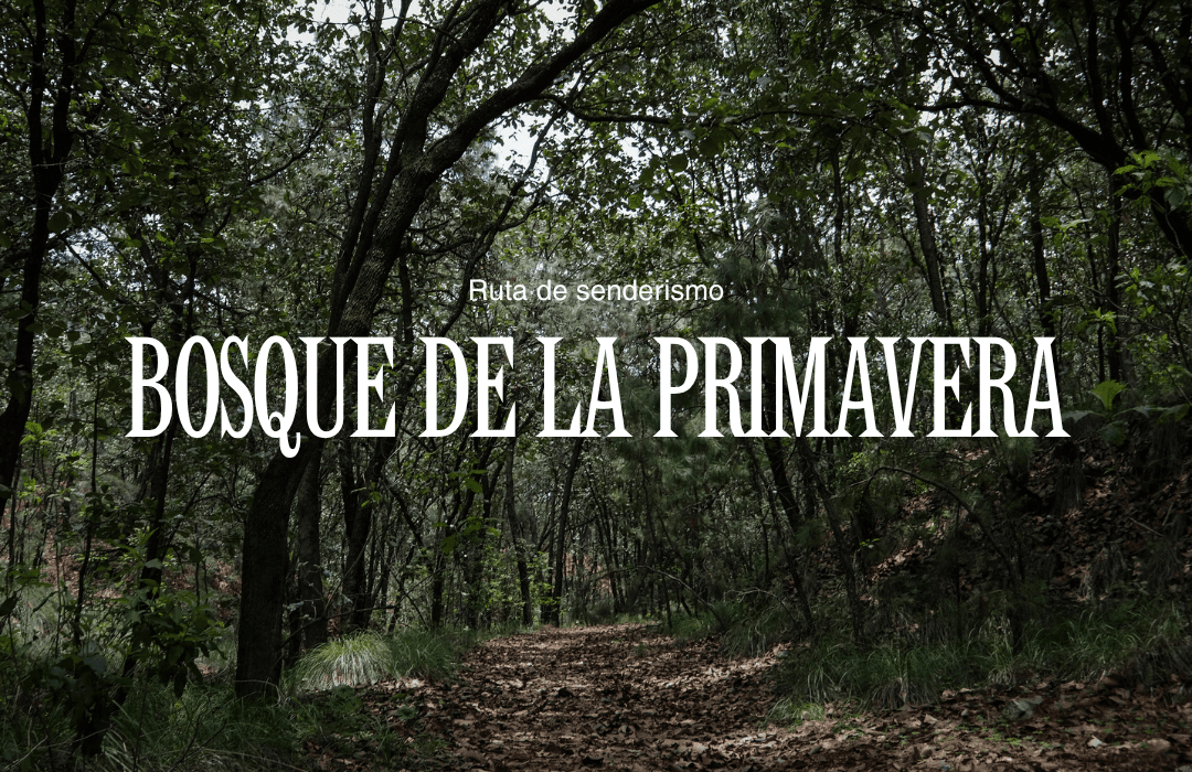 Bosque La Primavera: el pulmón verde de Guadalajara