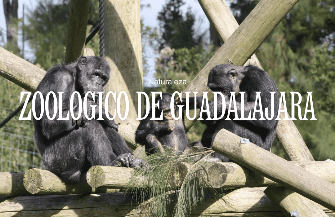 Zoológico Guadalajara: un viaje por el mundo sin salir de la ciudad