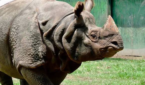 Foto de la experiencia Zoológico Guadalajara: un viaje por el mundo sin salir de la ciudad