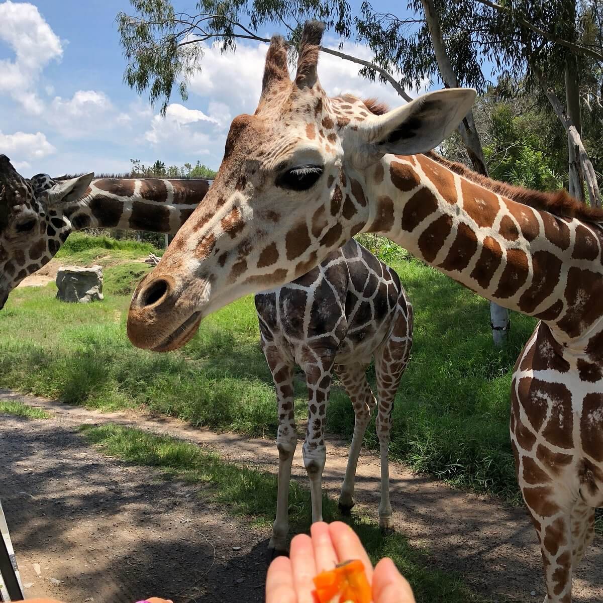 Foto de la experiencia Zoológico Guadalajara: un viaje por el mundo sin salir de la ciudad