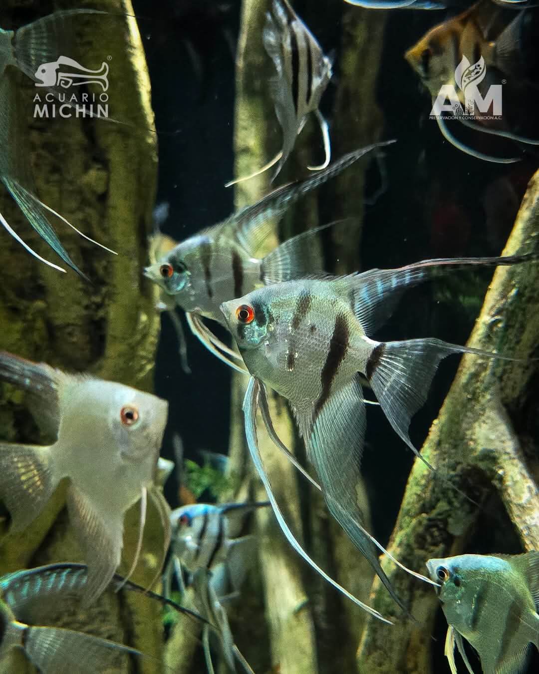 Acuario Michin en Guadalajara: Horarios y Reseñas | CityMap México