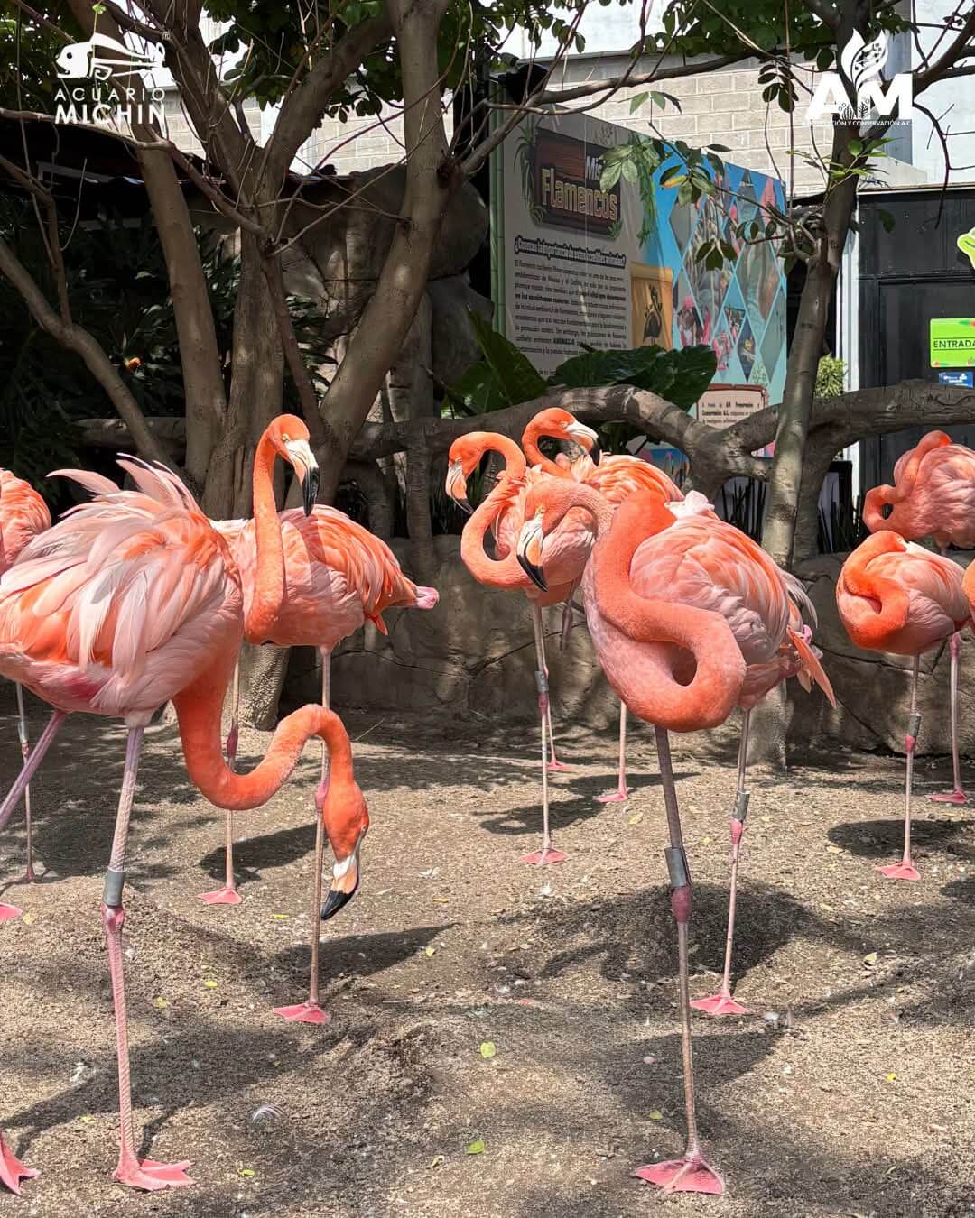 Foto de Acuario Michin en Guadalajara: Horarios y Reseñas | CityMap México