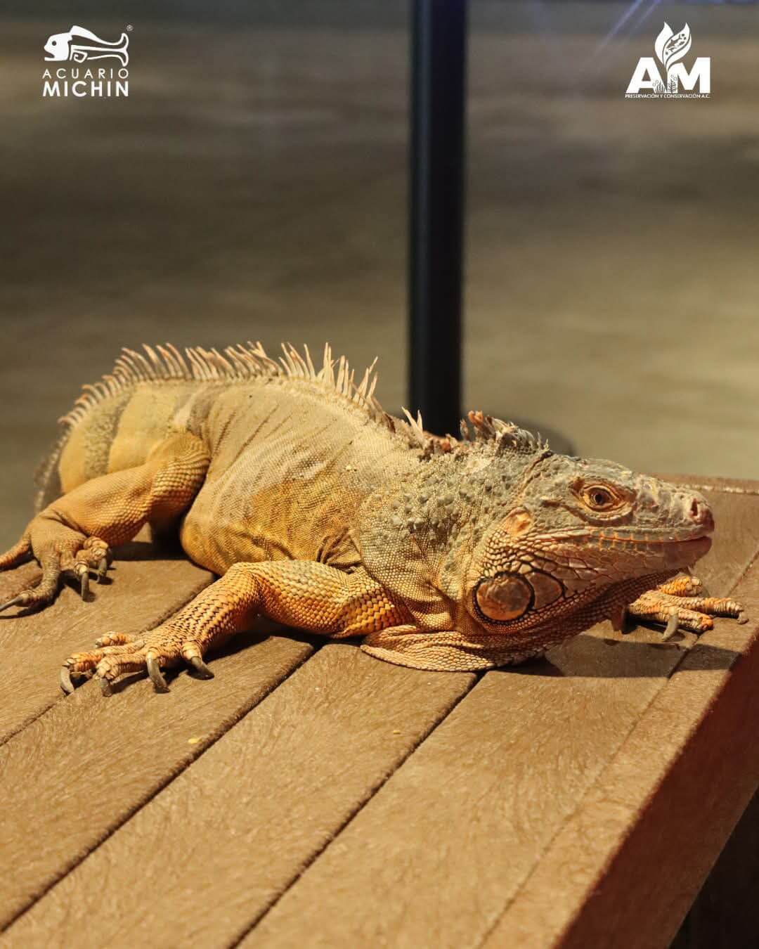 Foto de Acuario Michin en Guadalajara: Horarios y Reseñas | CityMap México