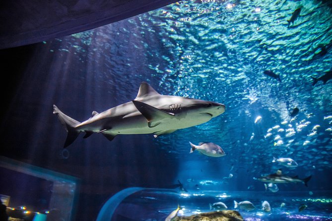 Entradas para el Acuario Michin Guadalajara: Precios, Horarios y Qué Ver